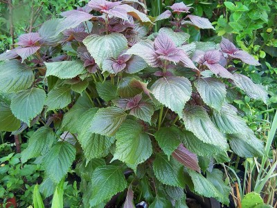 CYBEXIS VXI-2 - Shiso (Perilla) - (750 Seeds) Seed(750 per packet)