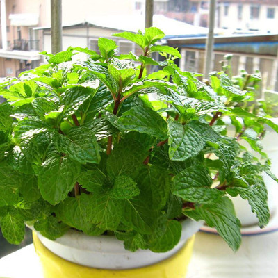 CYBEXIS Mint Seeds for Garden Plant700 Seeds Seed(700 per packet)