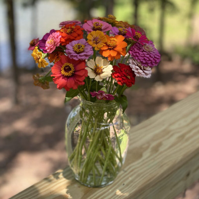GREENSEA Zinnia Mixed Flower Seed(25 per packet)