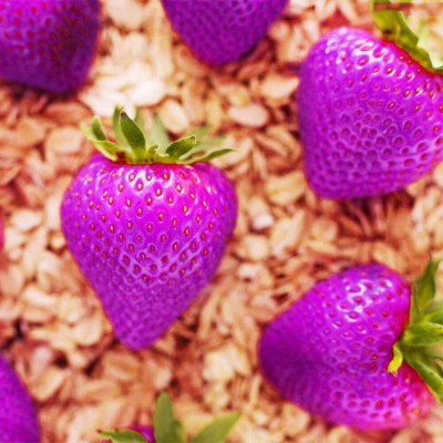 ActrovaX Purple Strawberry Fruit Climbing [1gm Seeds] Seed(1 g)