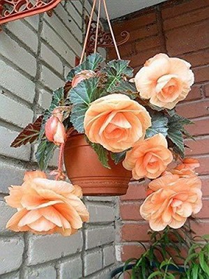 CYBEXIS PAU-79 - Begonia Mixed Color Imporetd Flower - (90 Seeds) Seed(90 per packet)