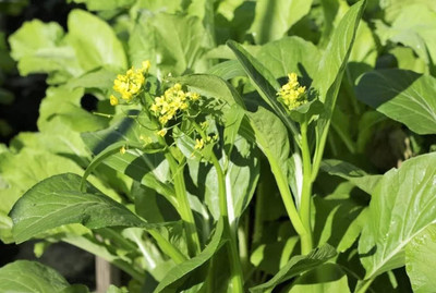 WILLVINE MEH -IX Chinese Cabbage, Yu Chai, Choi Sum [2.5g] Seed(750 per packet)
