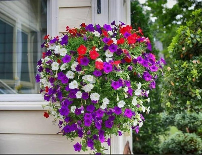BDSresolve Petunia hybrid mix flower seeds PACK OF 18 Seed(18 per packet)