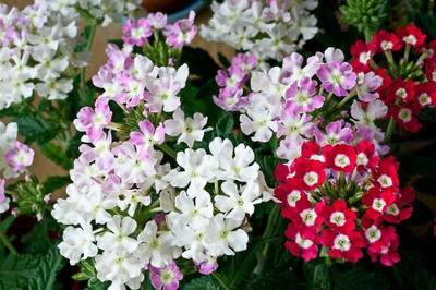 KANAYA Verbena Special Mix Seed(10 per packet)