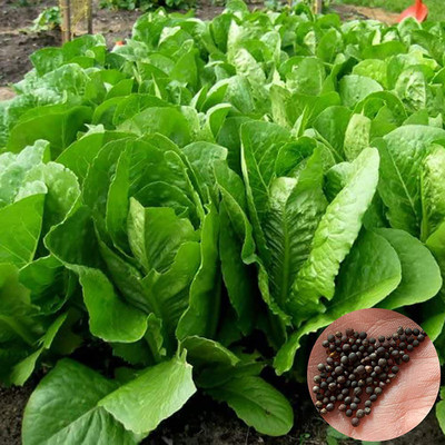 CYBEXIS High Germination Yellow Lettuce Vegetable Seeds1000 Seeds Seed(1000 per packet)