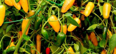 CYBEXIS Hawaiian Chili Peppers Vegetable Seeds2400 Seeds Seed(2400 per packet)