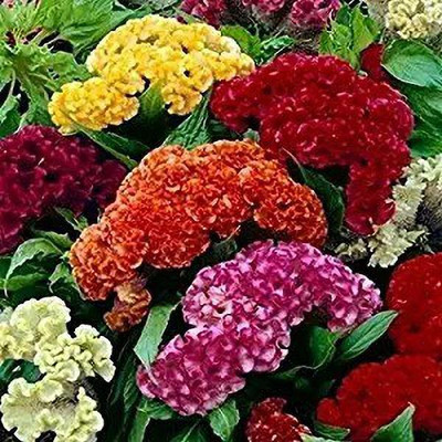 MAA Cockscomb Seed(150 per packet)