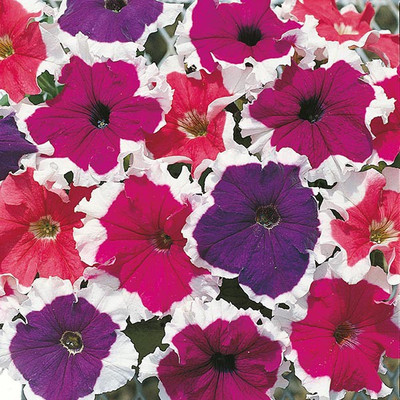 M-Tech Gardens petunia Seed(100 per packet)
