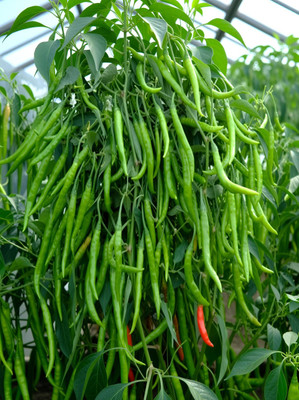 SSSB LIVE PLANT CHILLI (MIRCH OR MIRCHI) BEST QUALITY Seed(30 per packet)