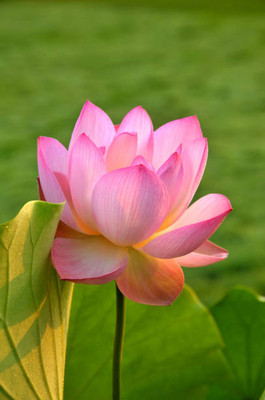 Click to buy Lotus Seed(11 per packet)