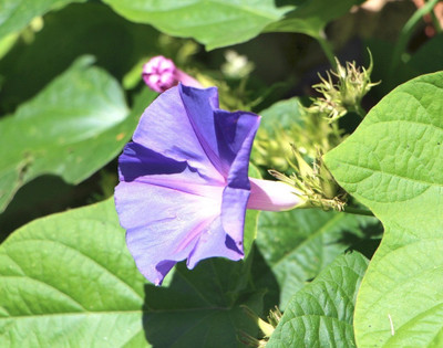ZIXA IPOMEA FLOWER Seed(20 per packet)