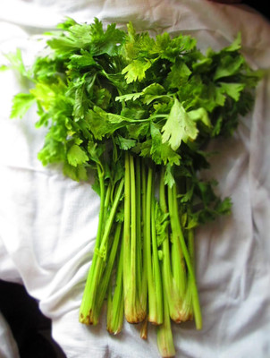 Qualtivate NDIR-220 Chinese Celery Seeds - Light Green Seed(500 per packet)