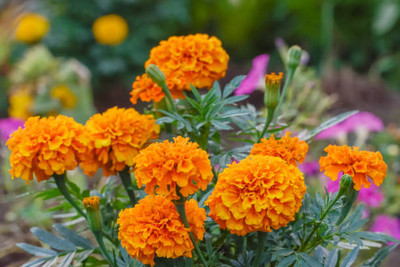 Arlo marigold/gende ka phool flower seeds Seed(50 per packet)