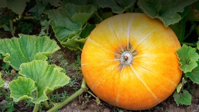 CYBEXIS GUA-49 - Pumpkin Premium Hybrid Quality - (900 Seeds) Seed(900 per packet)