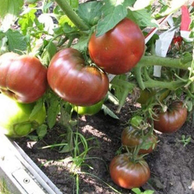 CYBEXIS Hybrid Rare Tomato Seeds Delicious2000 Seeds Seed(2000 per packet)