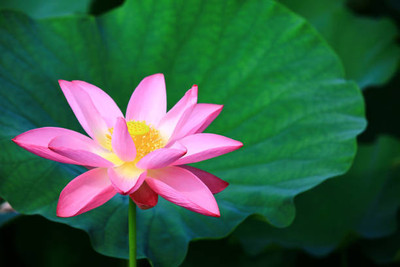 MOTREX lotus,kamal gatta Seed(10 per packet)