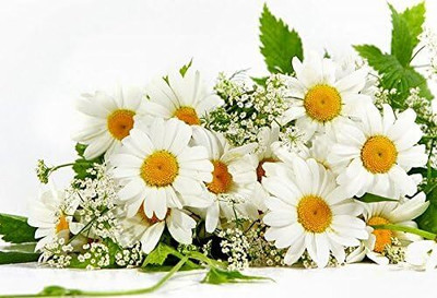 Qualtivate LX-159 Chamomile German- Heirloom Seed(250 per packet)