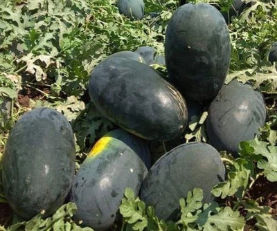 Cloud Farm F1 HYBRID WATER MELON SEEDS PACK OF 20 Seed(20 per packet)