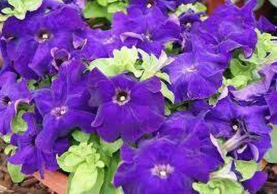 Seedsqlty Petunia seeds mix colour hybrid Seed(20 per packet)