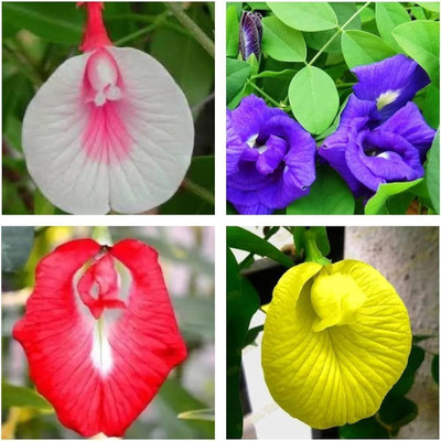 the green dotcom Aparajita Seeds Mixed Color Pack Blue, Pink, White Double & Single Petals Seed(38 per packet)