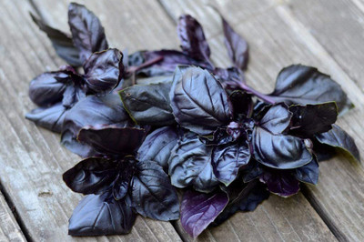 WILLVINE TLX-77 Dark Opal Basil(Ocimum basilicum) Seed(2000 per packet)
