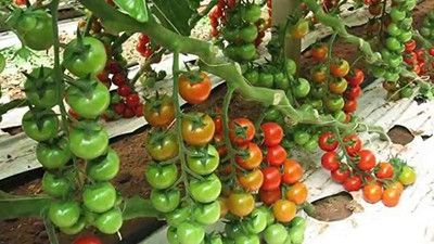 KANAYA Tomato Seed(650 per packet)