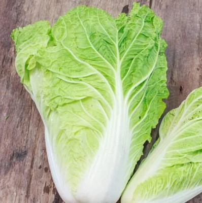 WILLVINE SYN -X Michihili, Pak Choi Cabbage [10g] Seed(3000 per packet)