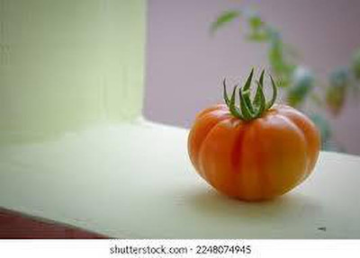 XOLDAA kashmiri hybrid tomato seeds Seed(90 per packet)