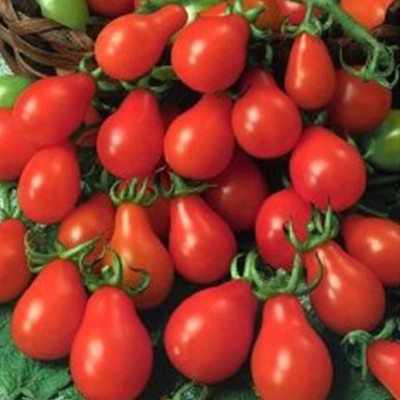 Qualtivate ICRA-9A Tomato Garden - Red Pear Seed(300 per packet)