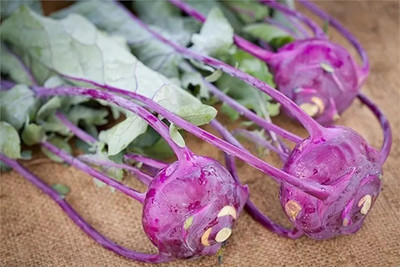 WASP Knol Khol (kohlrabi) Seed(2000 per packet)