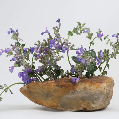 CYBEXIS PUAS-26 - Catnip - (4500 Seeds) Seed(4500 per packet)