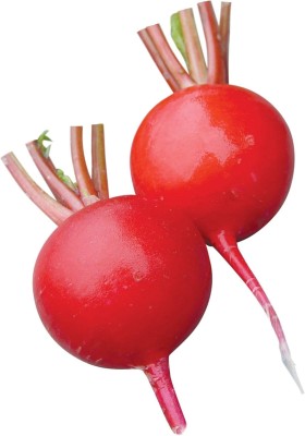 Qualtivate PUA-9A Perfecto Radish Seeds Seed(300 per packet)