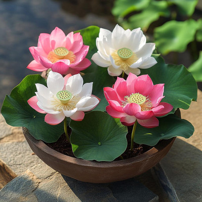 DEYS AGRO ™ japani lotus seeds exotic flower Seed(36 per packet)