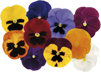 CYBEXIS Flower - Pansy - Matrix Autumn Select Mix F1 Seed(50 per packet)