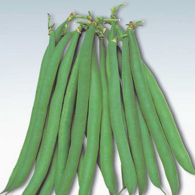 Biosnyg Baby French Filet Bean[100 Seeds] Seed(100 per packet)