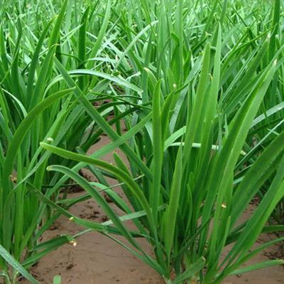Qualtivate PUAS-6A Garlic Chives Seeds Seed(300 per packet)