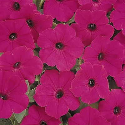Qualtivate XL-6 Tidal Wave Purple Hybrid Petunia Seeds Seed(50 per packet)