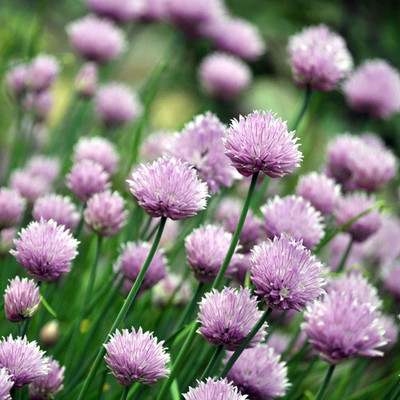 CYBEXIS F1 Hybrid Chinese Chives Seeds2000 Seeds Seed(2000 per packet)