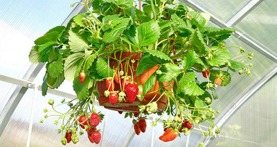 Aywal Strawberry Hybrid /Imported Seed(15 per packet)