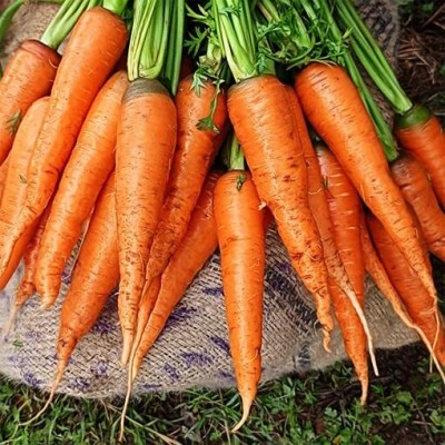 Aywal Carrot Hybrid Seed(50 per packet)