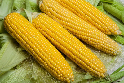 WILLVINE SYN -X Sugar Buns Sweet Yellow Corn Seeds-[500g] Seed(2000 per packet)