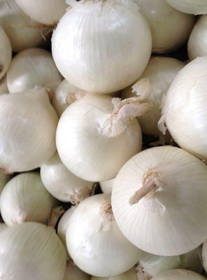 WILLVINE ROX -II Utah White Sweet Spanish Onion [2.5g] Seed(1500 per packet)