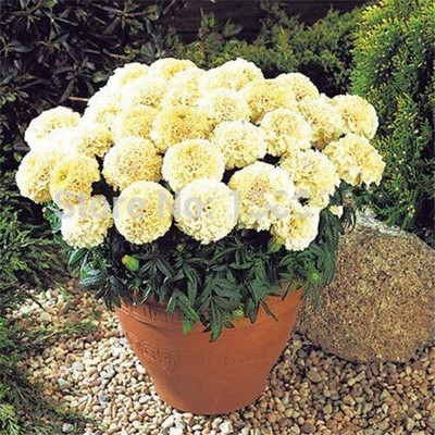 CYBEXIS PUAS-94 - Cream Marigold Flower - (2250 Seeds) Seed(2250 per packet)