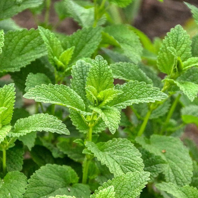 VibeX ® XLR-581 Lemon Balm Melissa officinalis Seeds Seed(200 per packet)
