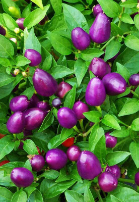 Aywal Brinjal Seed(100 per packet)
