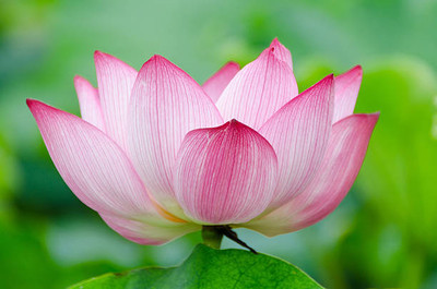 seedex lotus,kamal gatta Seed(14 per packet)