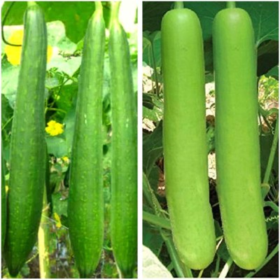 Qausain ™ Hybrid Combo Lauki Bottle Gourd & Turai Sponge Gourd Seeds Seed(40 per packet)