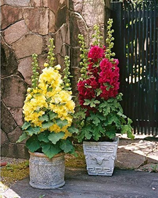 Lorvox Hollyhock double flower Seed(10 per packet)