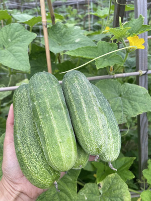 WHYGI Asian Cucumber, Thailand Cucumber, Vietnamese Cucumber Seeds-CuC_1403 Seed(300 per packet)