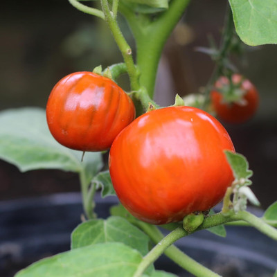 KNESSiN Heat Tolerant Brinjal Turkish Orange (400 Seeds) Seed(400 per packet)